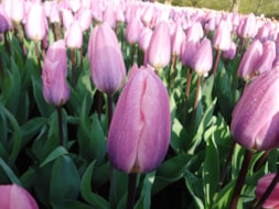 Keukenhof (12)